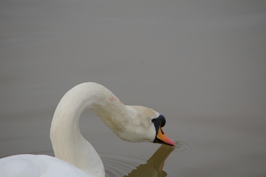 Les Oiseaux: Ecluse d evry 292